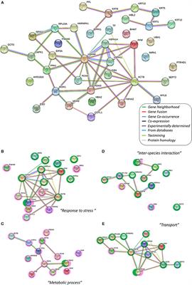Chronic Cold Stress Alters the Skin Mucus Interactome in a Temperate Fish Model
